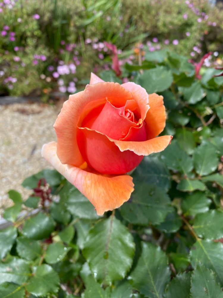 An orange rose 