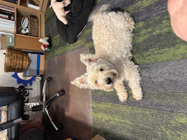 Ms Chloe helping in the office