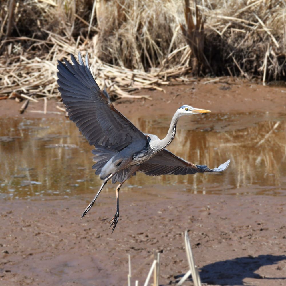 A Great Blue Heron (very large mostly greyish sea bird with long yellow bill and bright yellow eyes) flying low, almost horizontal over a muddy marsh. The outstretched wings provide a clear view of its under wings and belly, and long, lanky legs are dangling down. 