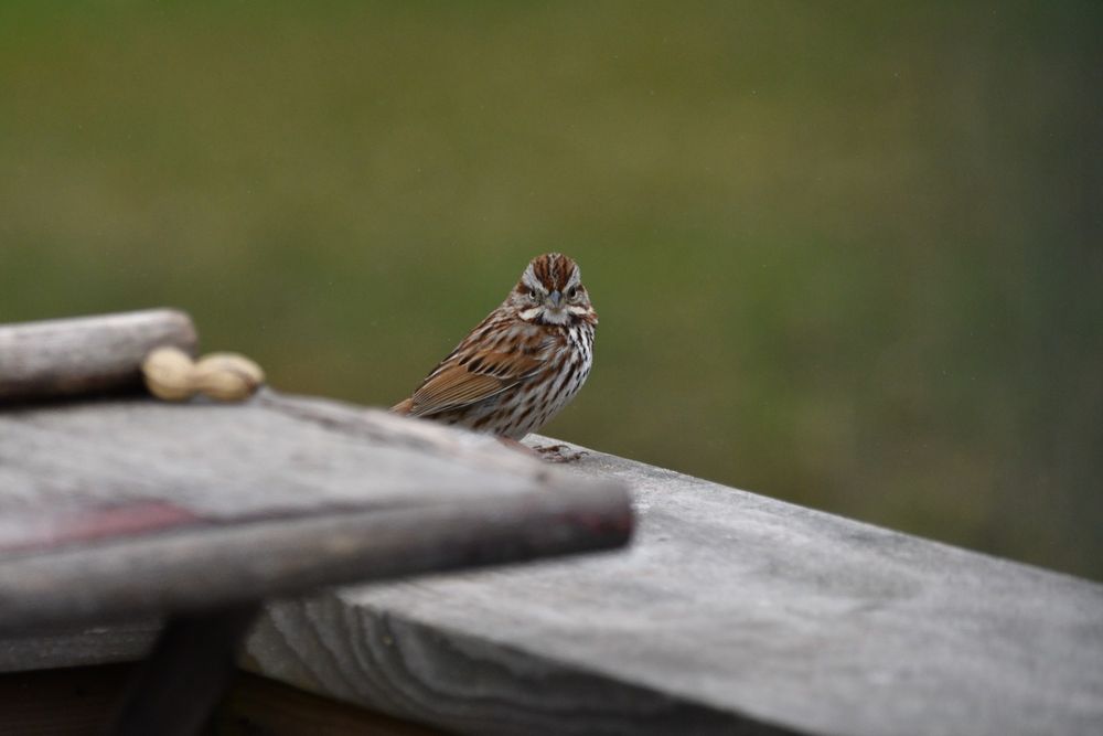 A song sparrow (small bird with various speckles of browns, buff and white), head turned to face directly into the camera. Its facial markings (brown head and face stripes, and white "moustache/beard" give it a "grumpy old man" expression. In the foreground, slightly covering the bird's take, is a small wooden side table with a single peanut in the shell sitting on it. The background is a blurry green lawn of grass.