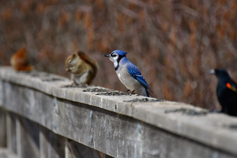 A wooden railing with a thick, wide flat surface that could be used as a hand rail but is instead dotted with piles of black sunflower seeds every 6 - 8 inches. Against a blurred background of fall trees, four different creatures are almost evenly spaced, each sitting in front of a pile of seeds. A bright, brilliantly blue blue jay is in the centre, in focus. Blurred off in either direction are a red-winged black bird, a squirrel, and a reddish/orange blob in the distance at the far end. Each creature seems very relaxed, unbothered by its neighbours. The squirrel has seeds in its hands, head down nibbling. The blue jay has an enlarged, stuffed gullet of seeds and is staring ahead into space. The blackbird is similarly just chilling.