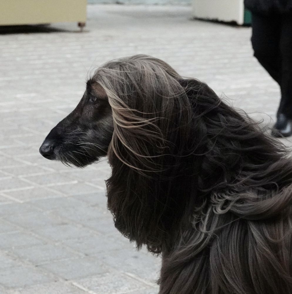 A close up portrait of an Afghan Hound (a large, graceful, dark brown dog with a long, prominent nose and long layers of wispy "hair." The hairs framing the dogs face are being gently blown back by the wind, as it stares straight ahead, as if a pro model in a photo shoot.