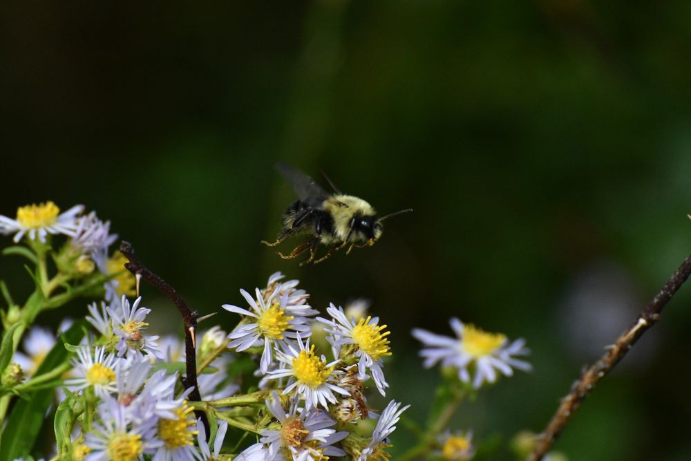 A yellow and black fuzzy bumble bee flying past some white asters (a flower with big yellow centres surrounded by thin, white petals radiating out). The been is clearly On The Move! Wings are buzzing, legs are curled underneath the body and anteenna are out forward.