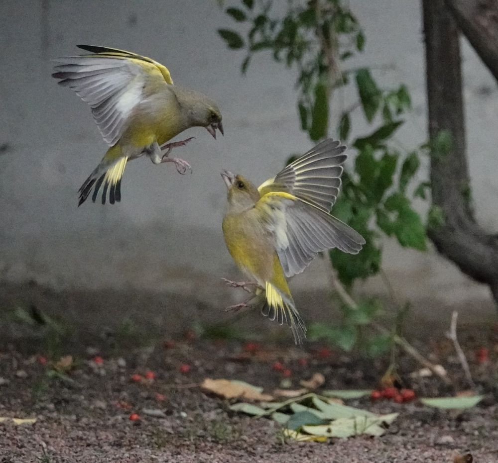 The same two birds fighting, both mid-air with wings outstretched. One bird is higher, with more pronounced dark grey face and wing/tail tips. The other bird, below looking up, is more yellow throughout, with paler grey wings. Both birds have aggressive faces, beaks open, and claws out.