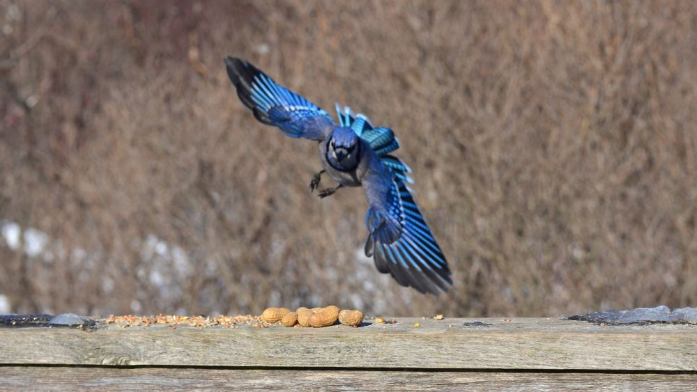 A blue jay coming in for a landing, wings as well as tail outstretched and fanned out completely. Its head is looking determinedly at a pile of peanuts on a wooden railing that it's quickly approaching. Its legs are bent beneath it, just starting to stretch out to prepare to land. Its wings make almost a full circle of blue, with dotted lines of white and bright light blue and an edge of black. Its tail is similarly a semicircle of a more teal blue, with the tips all forming an edge of white.