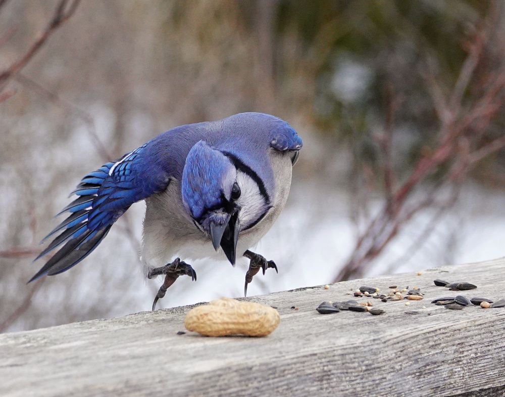 An aggressive looking blue jay in attack mode on a peanut sitting on a wooden railing. It is just about to land, and its feet are poised to grab the peanut, head is down with beak open, and one wing of incredibly rich blues dotted with white and black is extended. This action is all happening against a blurred, snowy forest landscape.