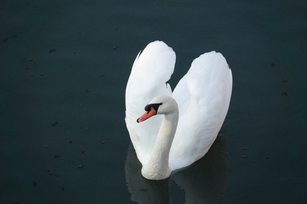 A bright white swan floating on a very dark, teal/green lake with the occasional dark bubble. The swan is facing the camera, head turned to the side, with two wings up and back forming a stark white heart against the dark, calm water background. There is a faint reflection of the swan underneath it.