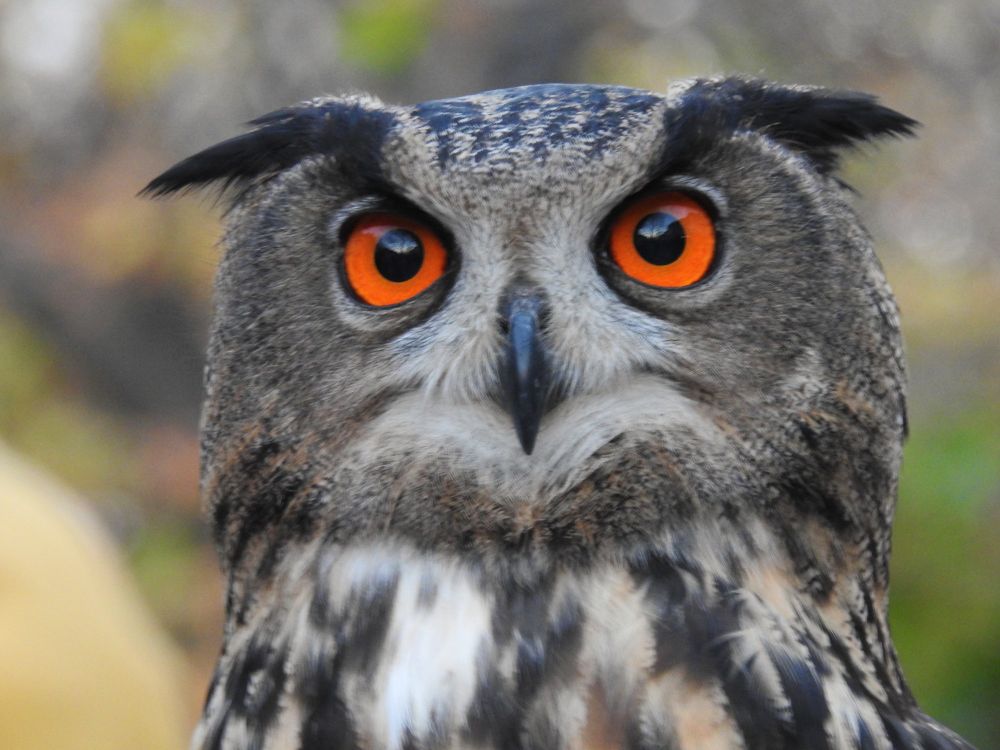 A close up portrait of the face of an owl with large, bright orange eyes and dark, flattened ear tufts. The face is mostly brown with a lighter nose and mouth area. Its neck is visible with specked white/buff, black and brown feathers.