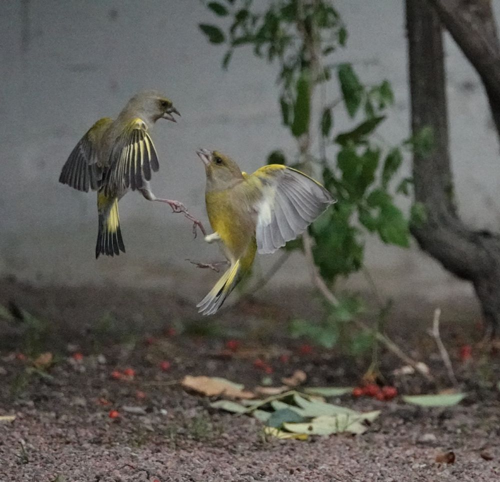 Two small greenfinches (yellow/grey birds) battling in mid air, feet locked. This could be a "handshake" if they weren't so obviously in aggressive poses. They are only a few inches off the ground, which is fine gravel with a few scattered leaves and berries.  The upper bird appears more grey, with only hints of yellow, and delicate black wing and tail tips. The lower bird is a paler grey/yellow.