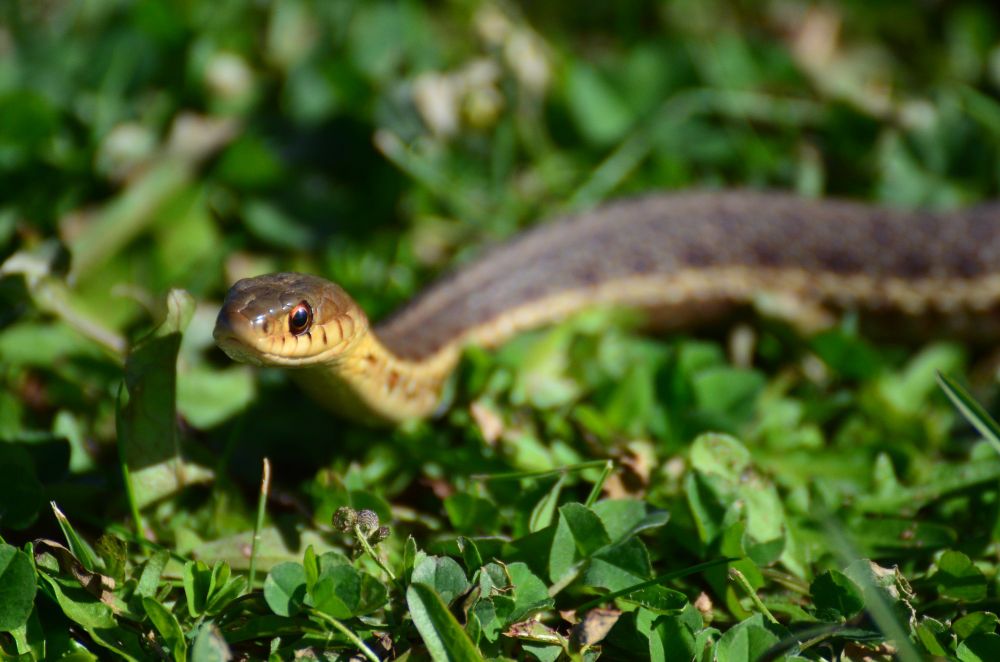 A close up of the head of an eastern garter snake (a brown, patterned snake with yellow chin and belly and shiny bronze eye around a dark black pupil) while its body trails off out of frame. It is on a field of short clover leaves and grass, head raised and face turned on an angle towards the camera.