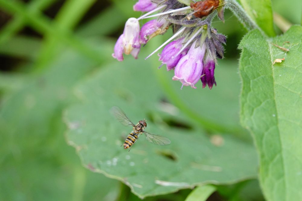 A marmalade hoverfly (small fly that resembles a bee with yellow abdomen and black bands) in flight, delicate wings outstretched, heading towards a stalk of purple flowers against a green, leafy background.