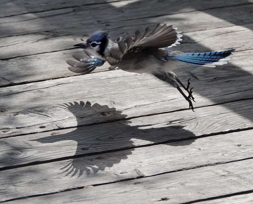 A blue jay flying low across a wooden boardwalk with wings fanned out. Although the bird's wings are slightly curved, like rotating blades, it is so close to the ground that the light makes a perfect "flat", completely outstretched wing shadow underneath. Most of the photo is dull grey/brown of sunbleached wood, shadows, and the underside of the bird's slightly upturned wing feathers, which blocks out most of the bird's colouring. The only hints of blue are some horizontal stunning blue tail feathers and its white head with black stripes and blue crest.