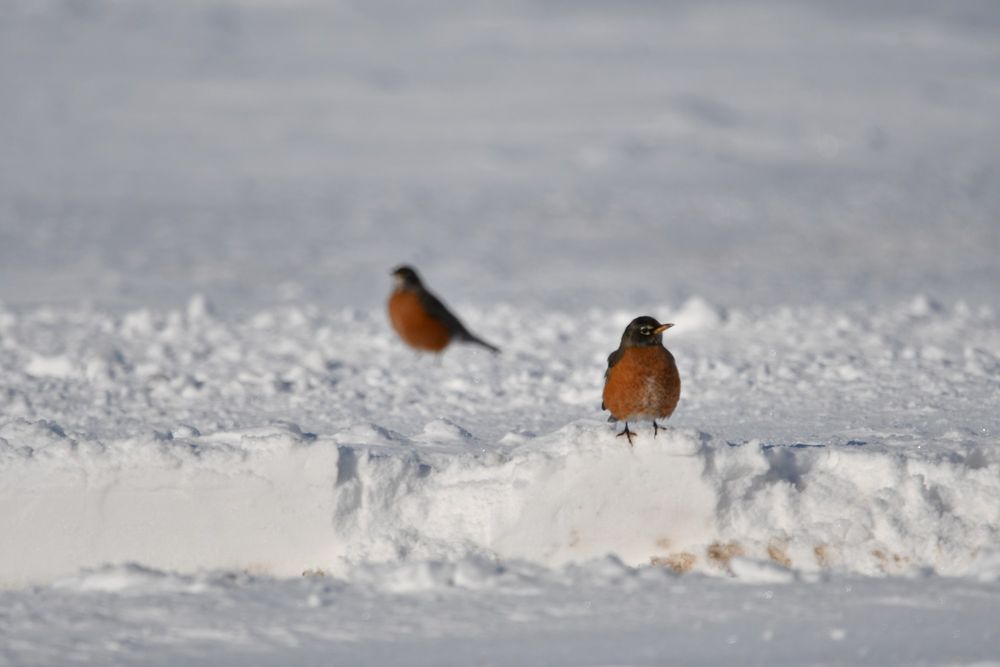 A solid white snow-covered ground with a path plowed through to create a small snow "cliff" on which a robin sits. Its plum, fuzzy, rusty red breast stands out against the snow. Its dark face is looking slightly to the side, as if turning its back on a second robin, a part of the blurred background a few feet in the distance, standing on the "pebbled" snow.