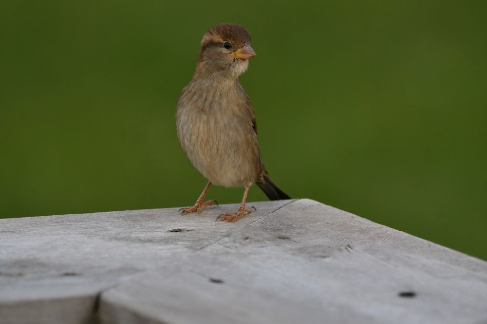 A slender house sparrow (tiny brown bird with beige breast and darker brown head and wings) standing stall, head facing to the side, on a wooden corner railing. Because its wings and back are barely visible, its colouring is fairly subdued, and the orangey eye stripe stands out against its brown head as its most visible feature, which is a bit punk rock, matching its confident glare into the camera. The grass blends away to a solid block of green in the background.