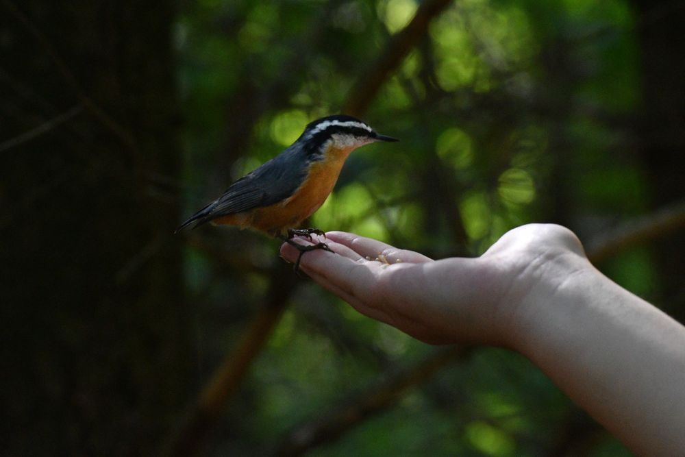 A red-breasted nuthatch (tiny grey backed bird with bright red/rusty breast and white face with black eye and head stripes) perched calmly on a child's hand. The background is a blurryforest of green with dancing lit leaves and dark tree trunks.