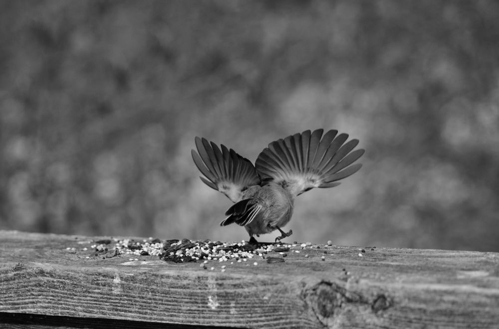 A black and white photograph of a chickadee (tiny plump bird) from behind. It is "walking" on a wooden railing with scattered seeds with its wings as outstretched and feathers fanned out as much as they can possibly be. It is a contrast of a tiny, round, plumb, fuzzy body clomping on the seeds with long, thin, delicate, and in places seemly transparent, feathers.