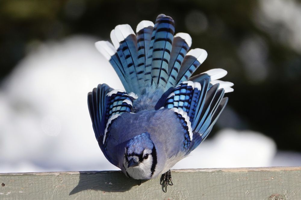 A blue jay perfect on a wooden railing. It is facing the camera with its head lowered, almost at its feet, yet looking straight ahead. Its tail is fully fanned out to show typical blue jay tail features: brilliant blue with black stripes all the way down, and bright white at the end, as if dipped in paint. Its wings are only somewhat out from its body, not fully extended but in a hunched position as if ready to take off. This exposes the back wing feathers, which are smaller "squares" of varied blue, outlined in black, with again white tips. The main wing features are only starting to fan out, revealing a delicate fringe. There are so many blues going on in this photo, including the more muted head crest and back feathers, which are a greyish hue. Its white and black face with black beak are pointed an angular, and the sun casts a small shadow of the face and beak on the wooden railing itself.