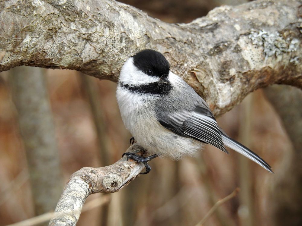 A chickadee (a tiny grey, black and white bird) perched on a bare tree branch against a blurred background of trees and dried grass. The chickadee's body isn't facing the camera, but the head is turned towards, slightly lowered, with a very cute round face and bright, sparkling black eye with a tiny black beak. Its belly is buff, becoming whiter at the throat and face, with a "black cap." Its grey back turns to streaks of grey, white and black feathers in wings tucked in to its body.