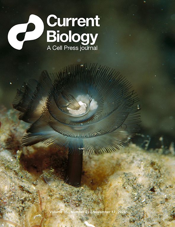 On the cover: A phoronid (Phoronis australis) extending its crown-like feeding organ, the lophophore, from its tube on the seabed. These sedentary marine invertebrates belong to the spiralian branch of bilaterian animals. For over a century, their closest relatives have been debated, with competing hypotheses linking them to either brachiopods or bryozoans. In this issue, Lewin et al. present a chromosome-level genome of P. australis and reveal that it shares seven derived chromosome fusions with bryozoans. This provides rare, sequence-independent evidence supporting bryozoans as the closest relatives of phoronids and offers new insights into the evolution of genome structure and animal body plans. Photograph © Fred Bavendam; used with permission.