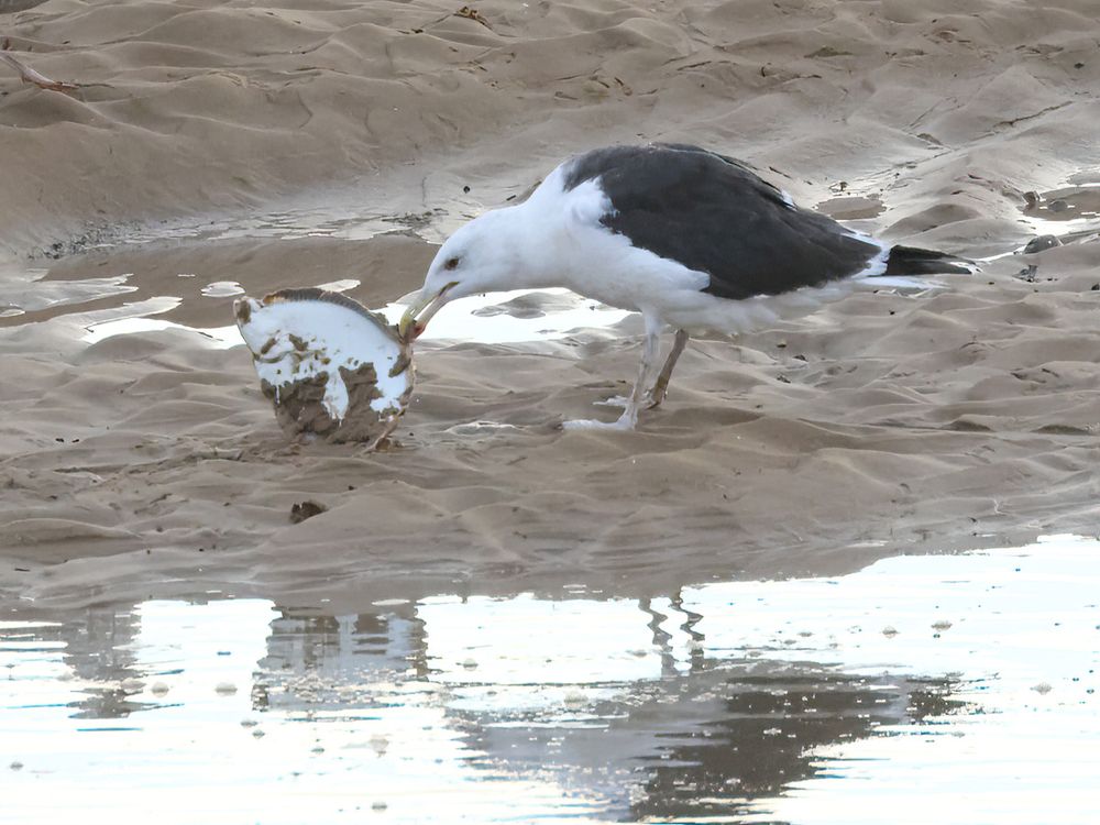 Great Black-back with a flatfish of some kind.