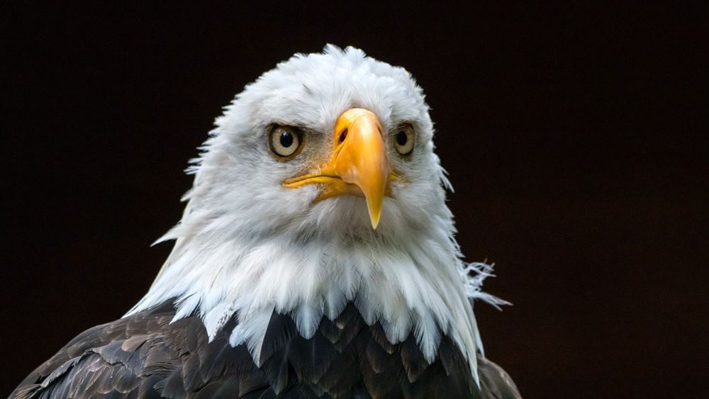 Hunters' bullets are poisoning bald eagles