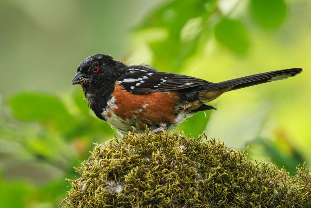 A photo of a spotted towhee (Pipilo maculatus), a large sparrow with a black head, black and white spotted back, long black tail, rust-colored sides, white belly, and bright red irises. It is perched on a moss-covered tree stump and has the remains of a yellowjacket or similar black and yellow striped insect in its beak, facing to the left of frame. Out of focus green leaves fill up the background.