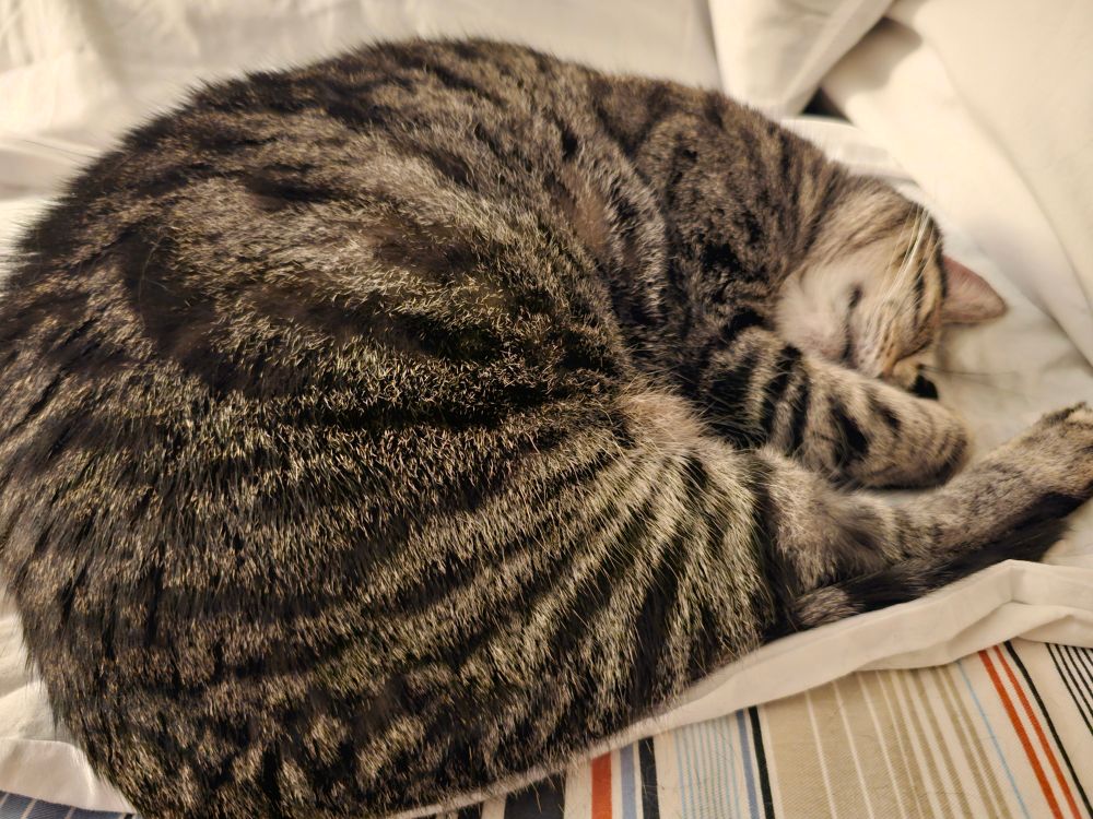 My cat Monet is having a good snooze since supervising the plumber on the job.