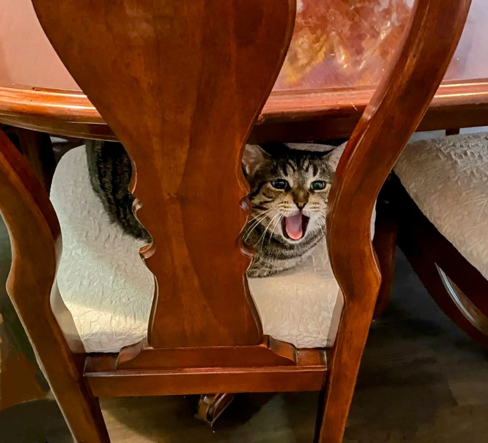 Tabby cat Monet, sitting under the dining room table, hiding from cat sitter.