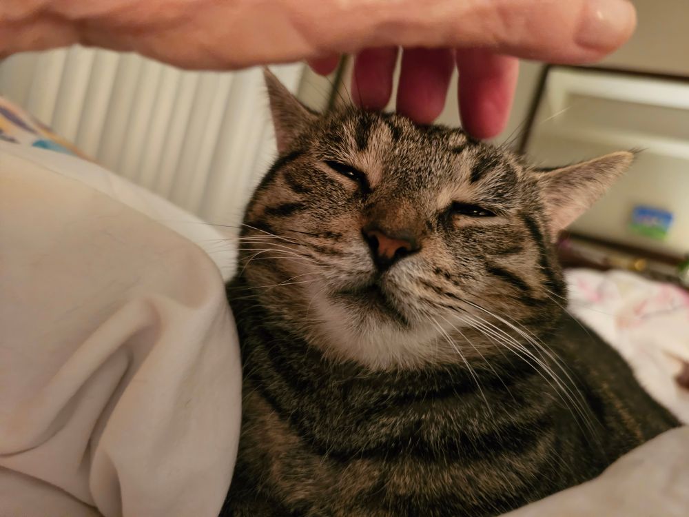 Sleepy tabby cat Monet is very drowsy and ready to fall off to sleep. She says goodnight to Gizmo who is nodding off too.