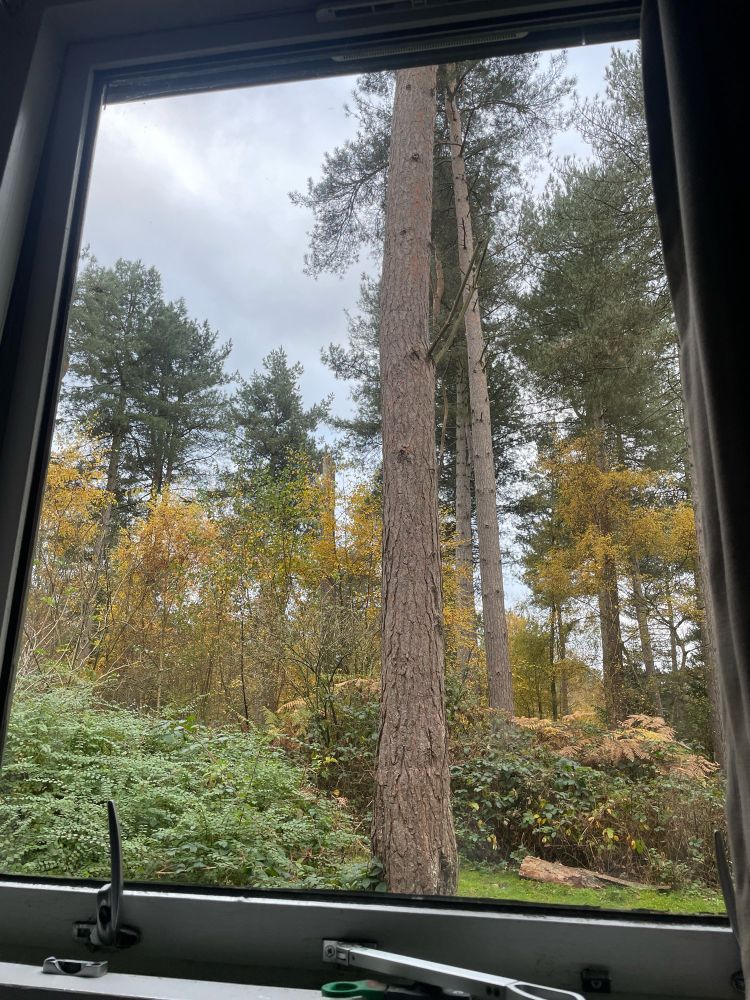 View of trees and woodland from cabin at Center Parcs Sherwood Forest England.
