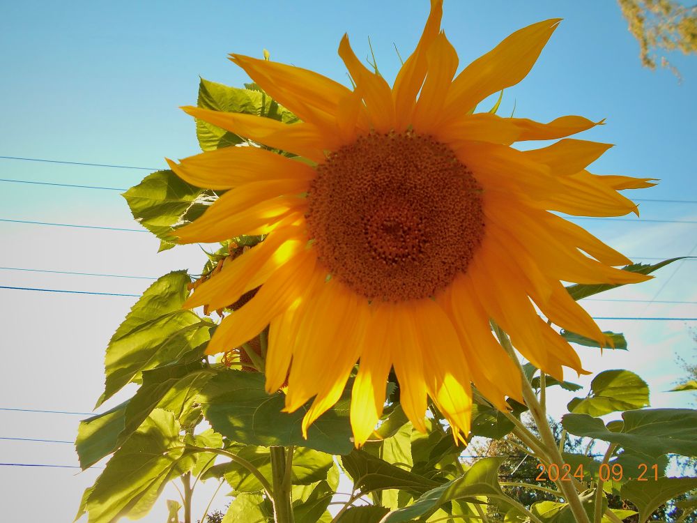 a giant sunflower glows in the daylight