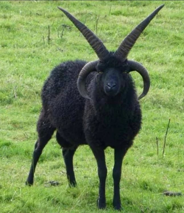 basically baphomet in full animal form