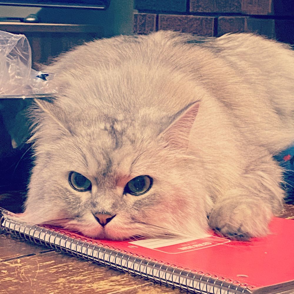 White and grey cat resting his head on a spiral notebook.