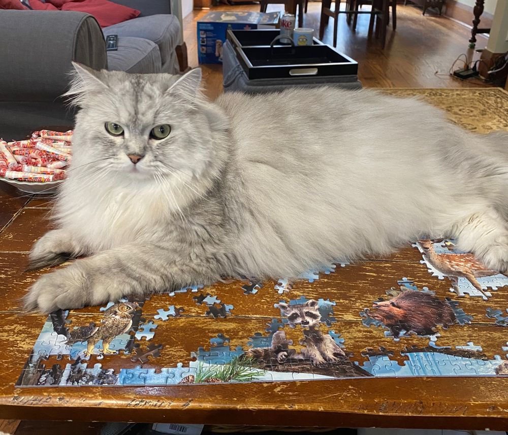 Large fluffy cat laying on a partially completed jigsaw puzzle