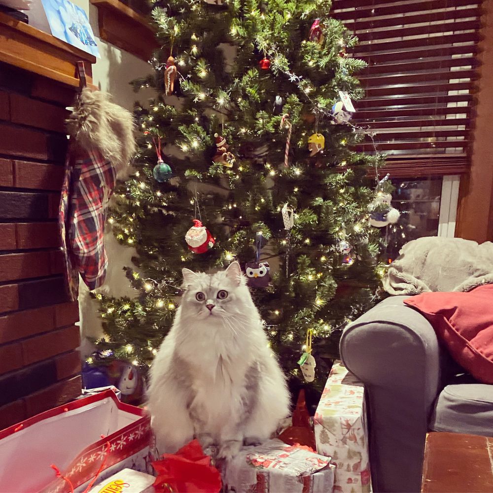A white fluffy cat sitting in front of a Christmas tree.