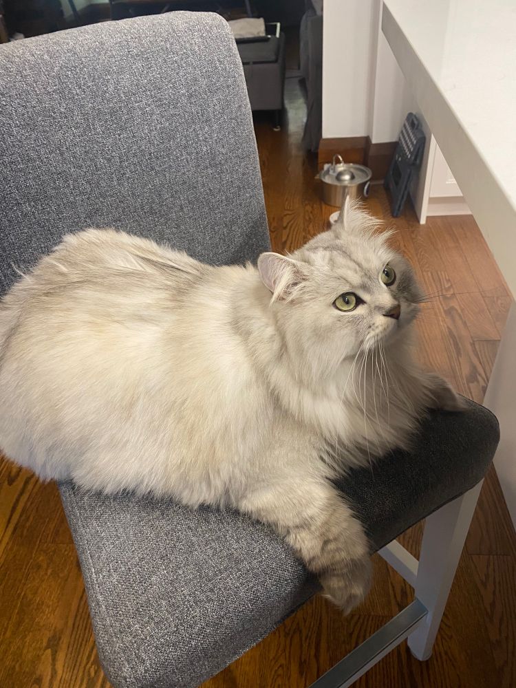 White fluffy cat sitting on a chair looking up to see if any food morsels are coming his way. 