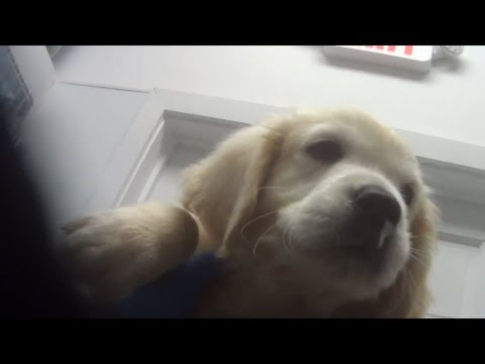 Podcast: How to avoid supporting puppy mills