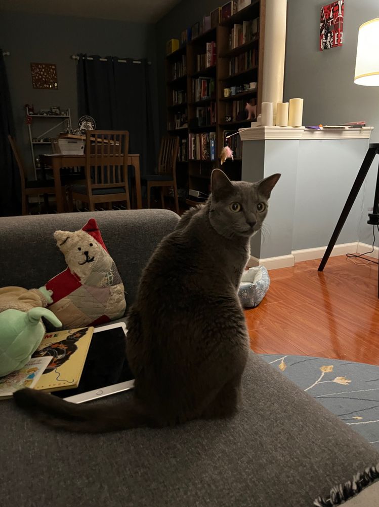 Persephone is a small gray cat sitting on a blue sofa. She has her back to the camera and she is looking over her right shoulder. Her face is very concerned.