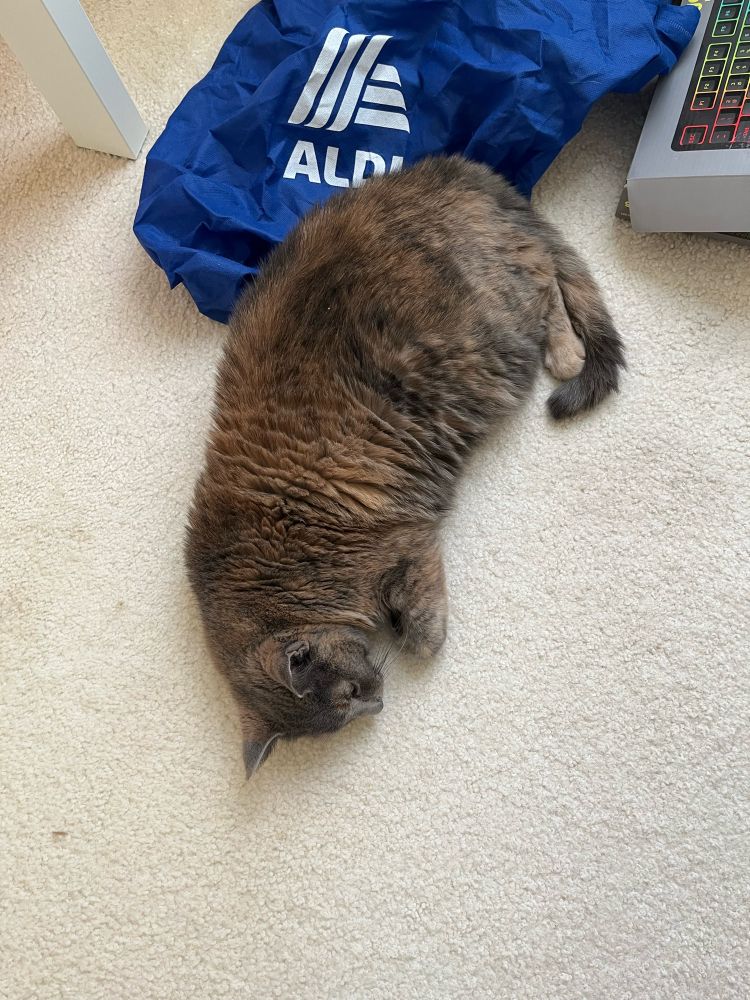 Diana is a very fluffy gray and cream cat. She is laying on her side, sleeping. She is partially on a blue Aldi bag.