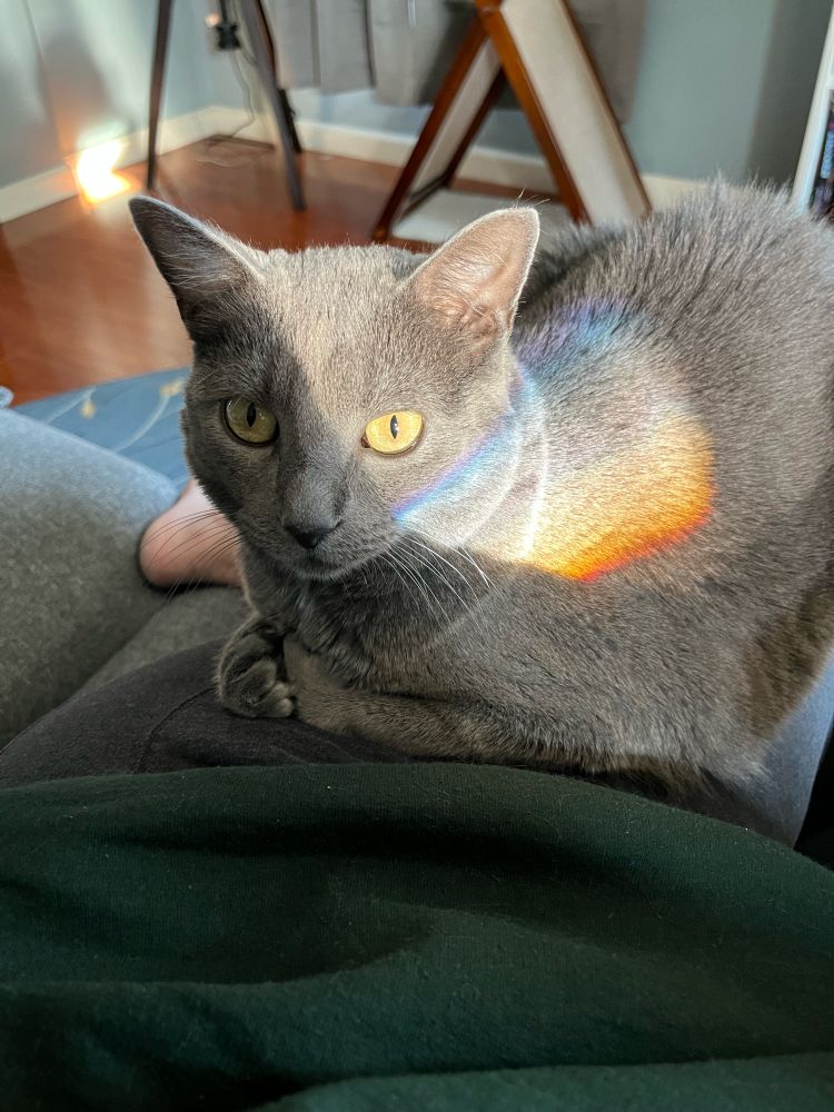 A gray cat with yellow eyes is sitting on a person’s lap. A patch of sunlight has made a rainbow on her fur. Her front paws are tucked beneath her.