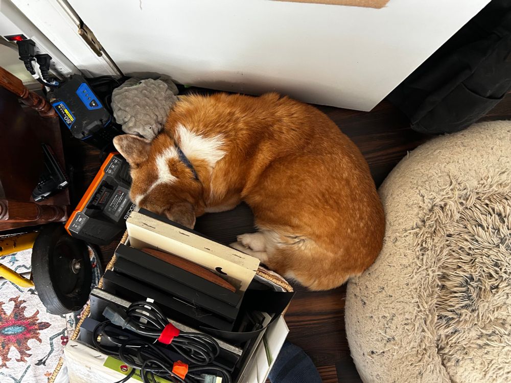 A corgi is curled up on the floor between a box of picture frames, a battery charger for a power tool, and a door. His face is actually resting on the battery charger. His butt is up against but not resting on a comfortable fluffy dog bed.
