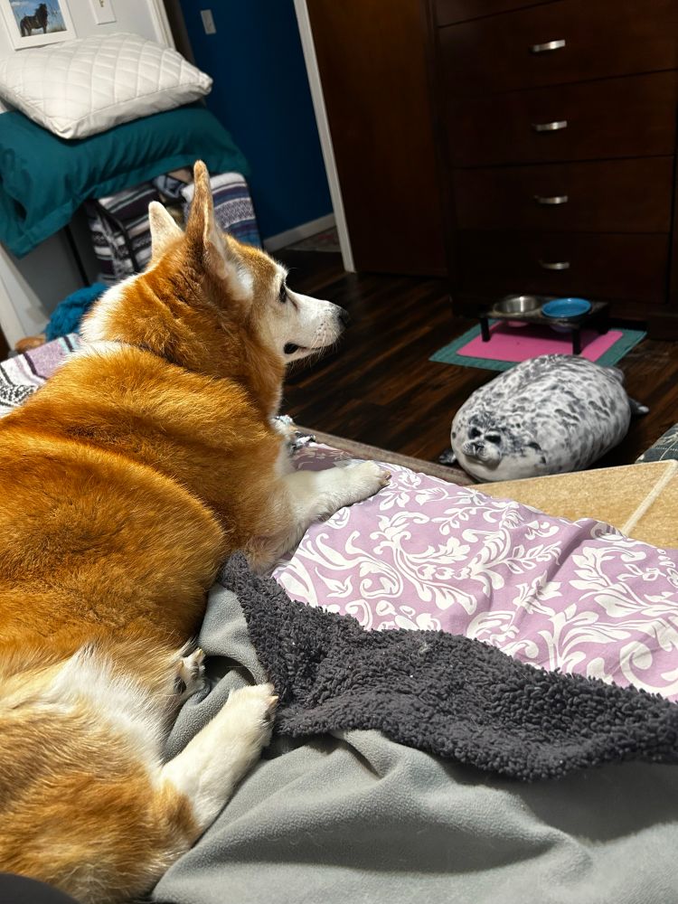 A corgi is on the bed. Visible in the background is a seal pillow that has been knocked to the floor.