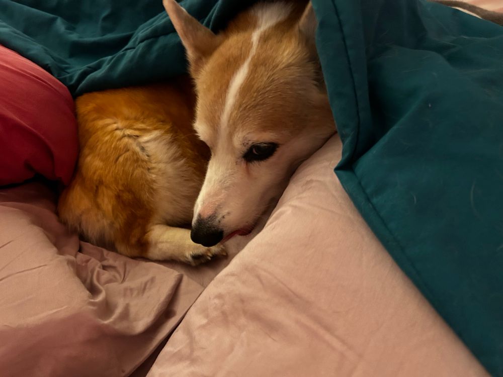 A corgi curled up on some sheets under a blanket, looking extremely small and soft.