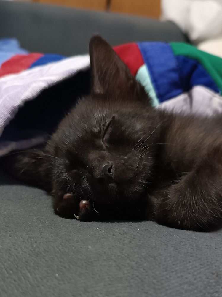 gatinho preto dormindo
