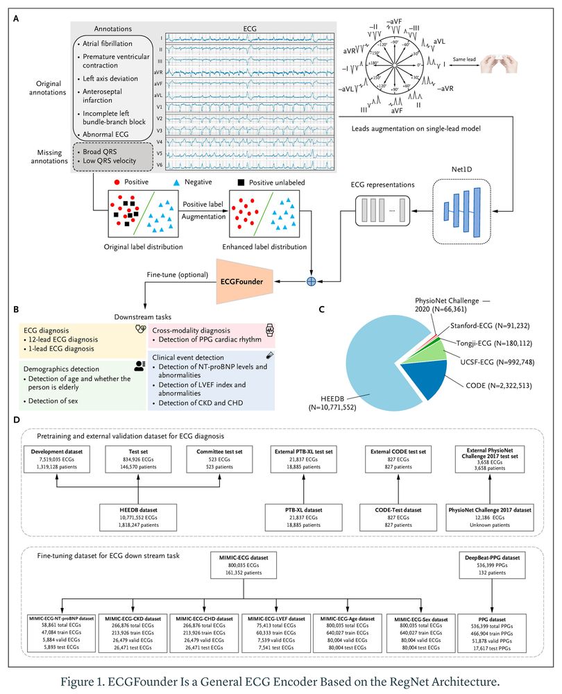 Figure 1. ECGFounder Is a General ECG Encoder Based on the RegNet Architecture.