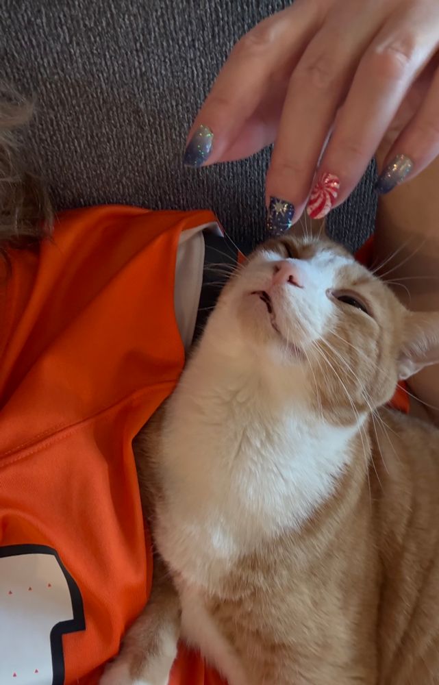 Orange cat wanting attention on my lap. 