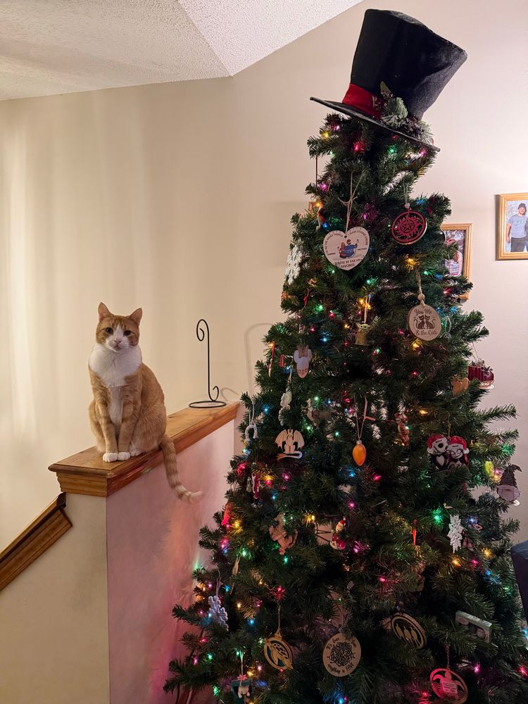 Orange cat sitting on the shelf next to the Xmas tree. 