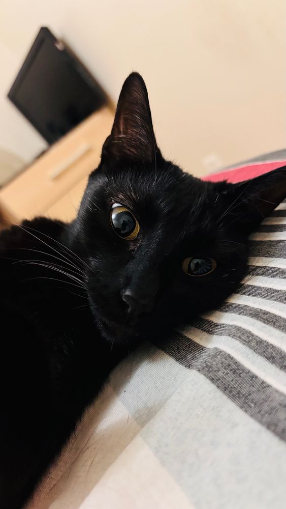 Foto de uma gatinha preta, toda orgulhosa com o sucesso do filme Flow. A foto foi tirada à noite e a pupila dela estava dilatada.