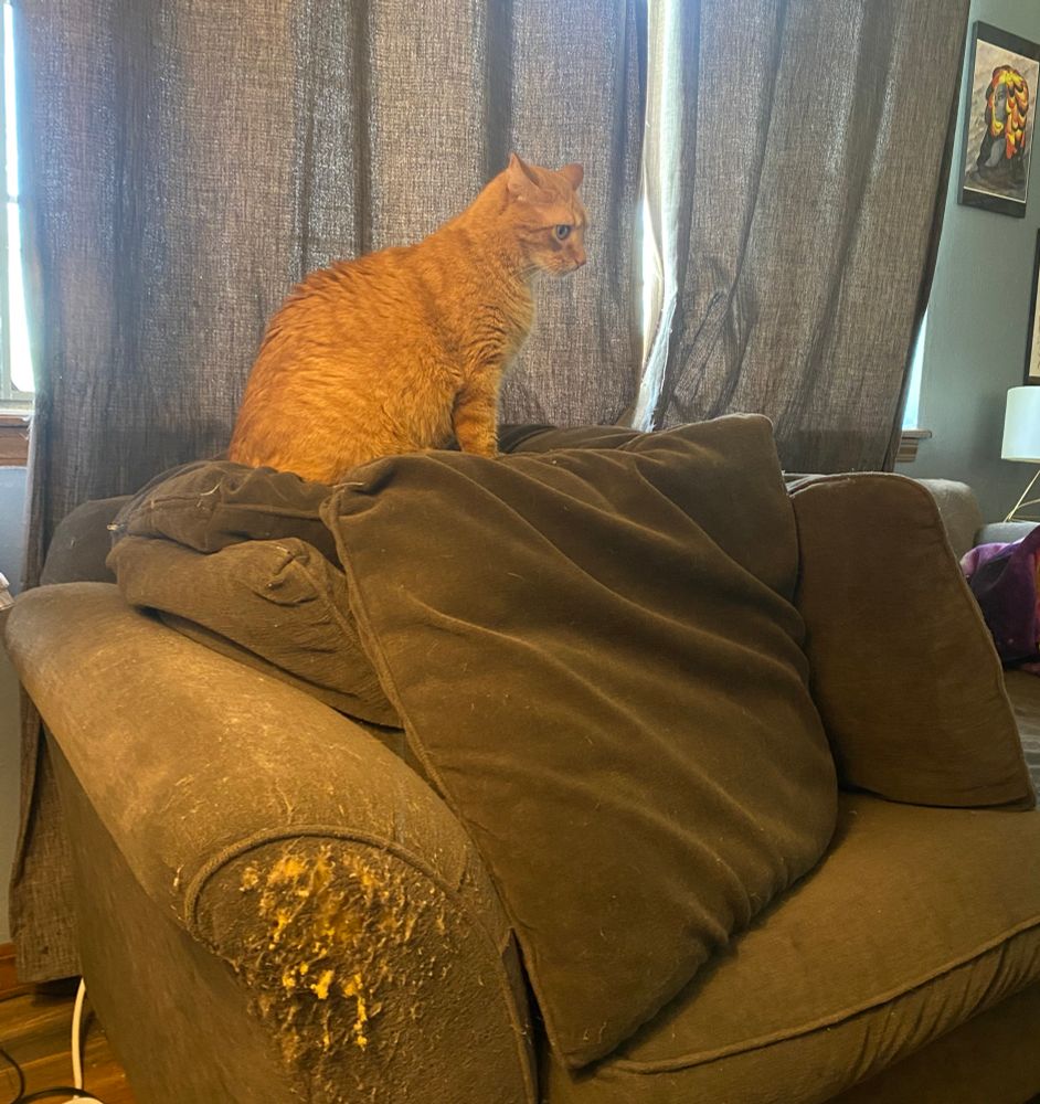 Orange cat sitting on top of a tower made of pillows on a couch 