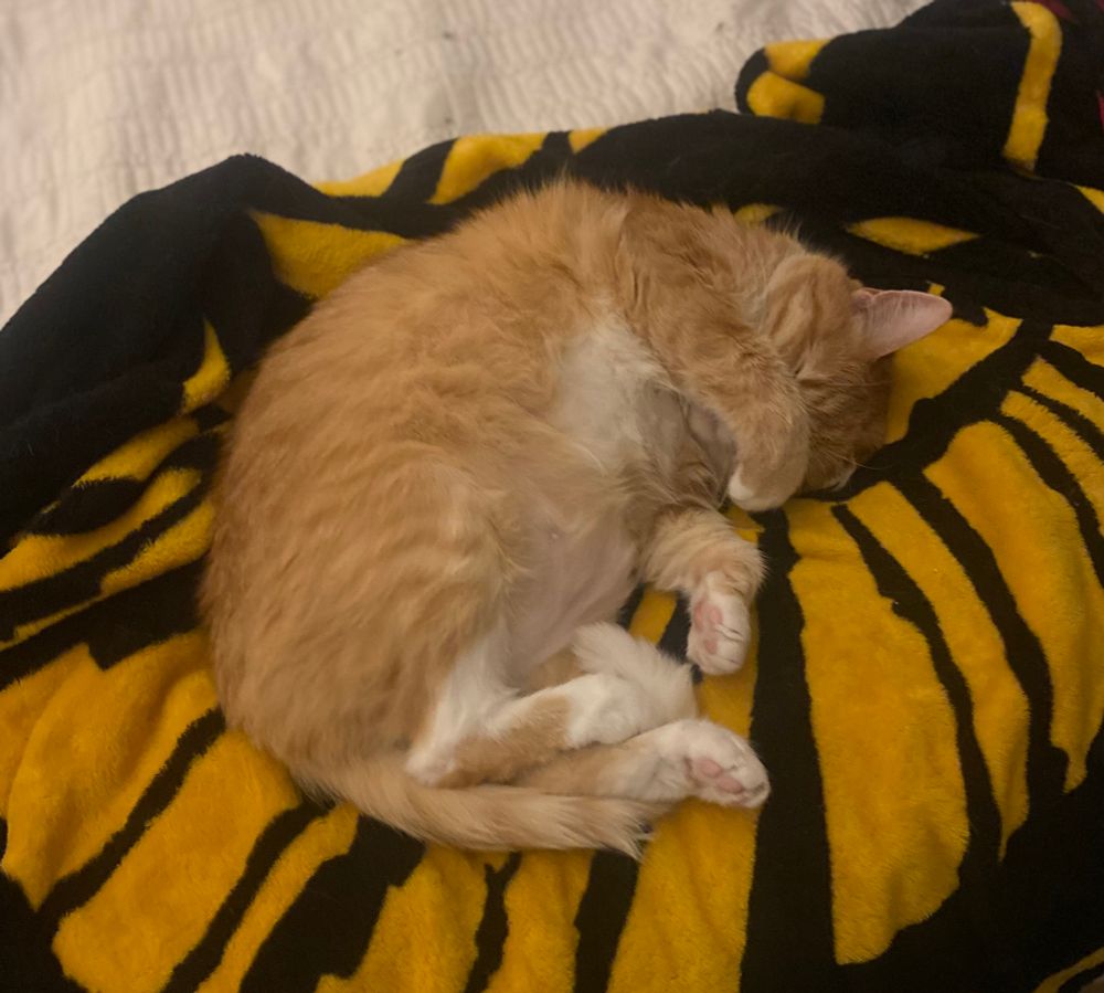 Orange and white cat sleeping with a paw over their face on a blanket 